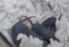 Photo of चीन में अंतरिक्ष मिशन से लौटने के बाद मादा चूहे ने बच्चों को दिया जन्म