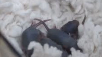 Photo of चीन में अंतरिक्ष मिशन से लौटने के बाद मादा चूहे ने बच्चों को दिया जन्म