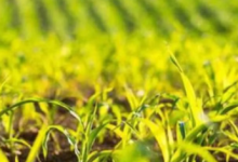 Photo of फसल बीमा घोटाला: नौ बैंक अफसरों…तीन बीमा कर्मियों और 32 किसानों पर FIR