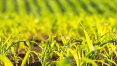 Photo of फसल बीमा घोटाला: नौ बैंक अफसरों…तीन बीमा कर्मियों और 32 किसानों पर FIR