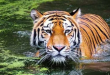 Photo of मध्य प्रदेश: नर बाघ की हत्या, झाड़ियों में मिला शव