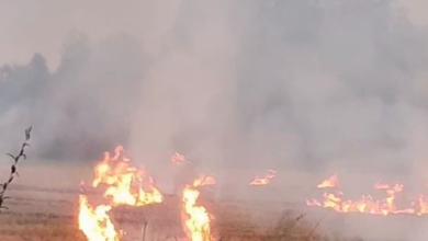 Photo of हरियाणा: अब पराली की तर्ज पर गेहूं के फसल अवशेष जलाने पर होगी सख्ती