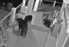 Photo of उत्तरकाशी: भोजन की तलाश में बच्चों के साथ घर में घुसा भालू, सीसीटीवी कैमरे में हुए कैद