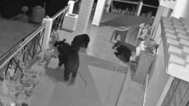 Photo of उत्तरकाशी: भोजन की तलाश में बच्चों के साथ घर में घुसा भालू, सीसीटीवी कैमरे में हुए कैद