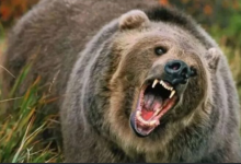 Photo of उत्तराखंड: भालू के बढ़ते हमलों को लेकर वन विभाग ने लिया निर्णय