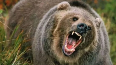Photo of उत्तराखंड: भालू के बढ़ते हमलों को लेकर वन विभाग ने लिया निर्णय