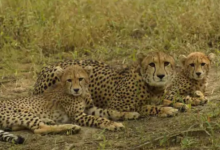 Photo of इंटरनेशनल चीता दिवस: कूनो नेशनल पार्क में तीन चीतों को छोड़ेंगे सीएम मोहन यादव