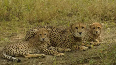 Photo of इंटरनेशनल चीता दिवस: कूनो नेशनल पार्क में तीन चीतों को छोड़ेंगे सीएम मोहन यादव