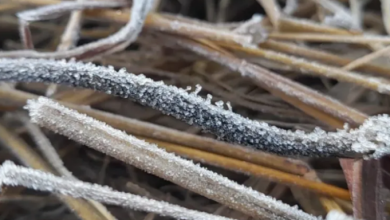 Photo of राजस्थान: सर्दी के डबल अटैक से खेतों में जमी बर्फ की चादर