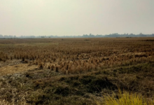 Photo of सत्यापन में फर्जी मिली धान की सीधी बिजाई, हिसार में 5134 किसानों ने आवेदन किया