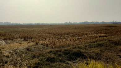 Photo of सत्यापन में फर्जी मिली धान की सीधी बिजाई, हिसार में 5134 किसानों ने आवेदन किया