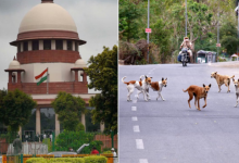 Photo of लावारिस कुत्तों पर सुप्रीम कोर्ट की सख्ती का असर