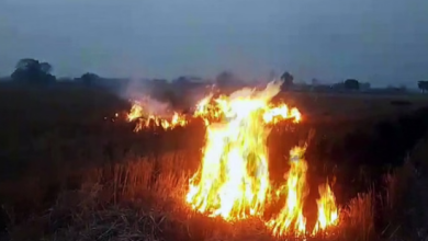 Photo of पंजाब-हरियाणा में पराली जलाने के मामलों में 50% से ज्यादा की कमी