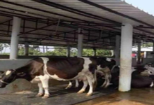 Photo of डेयरी प्रोजेक्ट पर निगम सख्त, 25 दिसंबर तक हर हाल में करना होगा ये काम