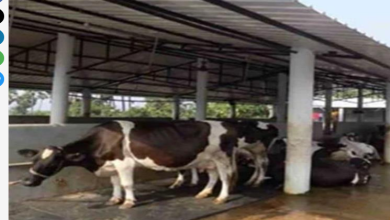 Photo of डेयरी प्रोजेक्ट पर निगम सख्त, 25 दिसंबर तक हर हाल में करना होगा ये काम