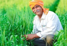 Photo of हरियाणा में इन फसलों का बीमा करा सकेंगे किसान, फटाफट करें आवेदन…ये है लास्ट डेट