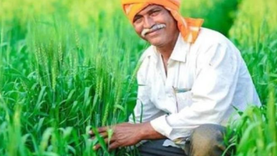 Photo of हरियाणा में इन फसलों का बीमा करा सकेंगे किसान, फटाफट करें आवेदन…ये है लास्ट डेट