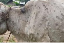 Photo of सावधान! हरियाणा में पशुओं में बढ़ रहा लम्पी बीमारी का संक्रमण