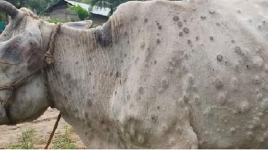 Photo of सावधान! हरियाणा में पशुओं में बढ़ रहा लम्पी बीमारी का संक्रमण