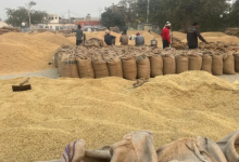 Photo of पंजाब में धान पर बाढ़ की मार: लक्ष्य से 24 लाख मीट्रिक टन कम हुई पैदावार