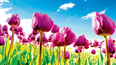 Photo of दिल्ली: फरवरी में ट्यूलिप फूलों से रंगीन होंगे पार्क-सड़कें