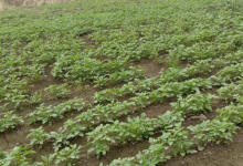 Photo of आगरा: आलू की फसल के लिए ये  30 से 45 दिन का समय अहम, आकार बढ़ाने में करता है मदद