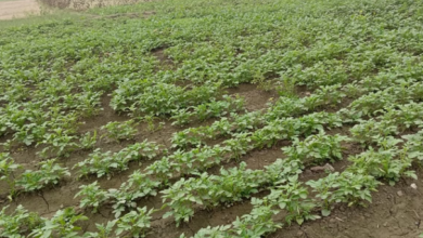 Photo of आगरा: आलू की फसल के लिए ये 30 से 45 दिन का समय अहम, आकार बढ़ाने में करता है मदद