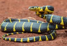 Photo of सांप को खाना खिला रहा था शख्स, तभी कर अचानक कर दिया हमला…