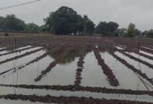 Photo of IMD ने जारी किया अलर्ट; राजस्थान में आज मावठ, आंधी-ओलावृष्टि की भी चेतावनी