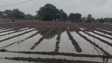 Photo of IMD ने जारी किया अलर्ट; राजस्थान में आज मावठ, आंधी-ओलावृष्टि की भी चेतावनी
