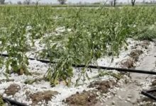 Photo of ग्वालियर-चंबल अंचल में बारिश के साथ ओलावृष्टि, खेतों में खड़ी फसल बर्बाद