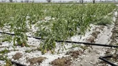 Photo of ग्वालियर-चंबल अंचल में बारिश के साथ ओलावृष्टि, खेतों में खड़ी फसल बर्बाद