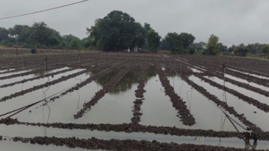 Photo of राजस्थान में मावठ: बूंदाबांदी, कोहरा और शीतलहर;नए साल की शुरुआत बदले मौसम के साथ