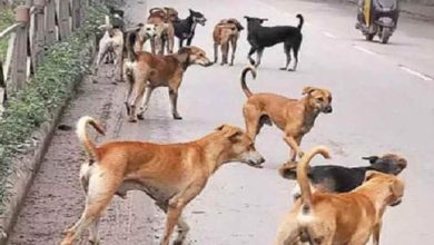 Photo of संभल में कुत्तों का खौफनाक हमला! 9 साल की मासूम को नोच-नोचकर मार डाला