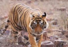 Photo of  उत्तराखंड: सामने आई एक आराम तलब बाघिन की कहानी…