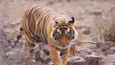Photo of  उत्तराखंड: सामने आई एक आराम तलब बाघिन की कहानी…