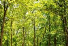 Photo of हरियाणा के इस जिले में अब नहीं कटेंगे 12 हजार पेड़, HC ने रोक लगाई…