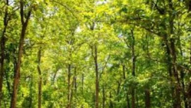Photo of हरियाणा के इस जिले में अब नहीं कटेंगे 12 हजार पेड़, HC ने रोक लगाई…