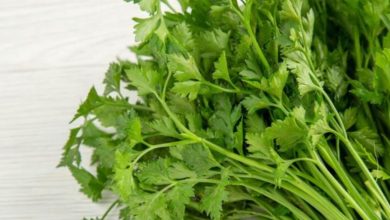 Photo of पंजाबी यूनिवर्सिटी का शोध, सिर्फ 10 दिन में हीमोग्लोबिन स्तर बढ़ाने में मिली सफलता