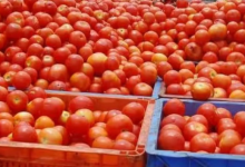 Photo of कनाडा, ऑस्ट्रेलिया और अरब देश भी चखेंगे पंजाब के टमाटर का स्वाद