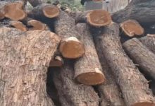 Photo of वन विभाग की टीम ने चलाया सर्च अभियान, 1 घर से बड़ी मात्रा में प्रतिबंधित खैर की लकड़ी बरामद