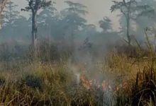 Photo of वाल्मीकि टाइगर रिजर्व में भीषण आग, चार एकड़ सदाबहार जंगल राख