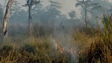 Photo of वाल्मीकि टाइगर रिजर्व में भीषण आग, चार एकड़ सदाबहार जंगल राख