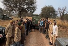 Photo of रणथंभौर से टाइगर टी-2408 को मुकुंदरा किया गया शिफ्ट, अब तक 24 बाघों का ट्रांसफर