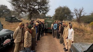 Photo of रणथंभौर से टाइगर टी-2408 को मुकुंदरा किया गया शिफ्ट, अब तक 24 बाघों का ट्रांसफर