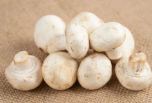 Photo of डायबिटीज और मोटापे के लिए वरदान है मिल्की मशरूम