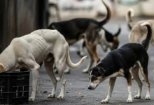 Photo of तेलंगाना में अब 100 कुत्तों को जहर देकर मारा, सरपंच समेत 3 गिरफ्तार