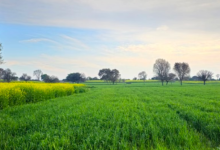 Photo of हरियाणा में दिन-रात के तापमान में बढ़ोतरी: आज सक्रिय होगा नया विक्षोभ