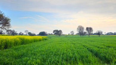 Photo of हरियाणा में दिन-रात के तापमान में बढ़ोतरी: आज सक्रिय होगा नया विक्षोभ