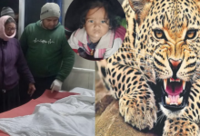 Photo of बरस्वार में घर के आंगन से माता-पिता के सामने दो साल की बच्ची को उठाकर ले गया गुलदार,